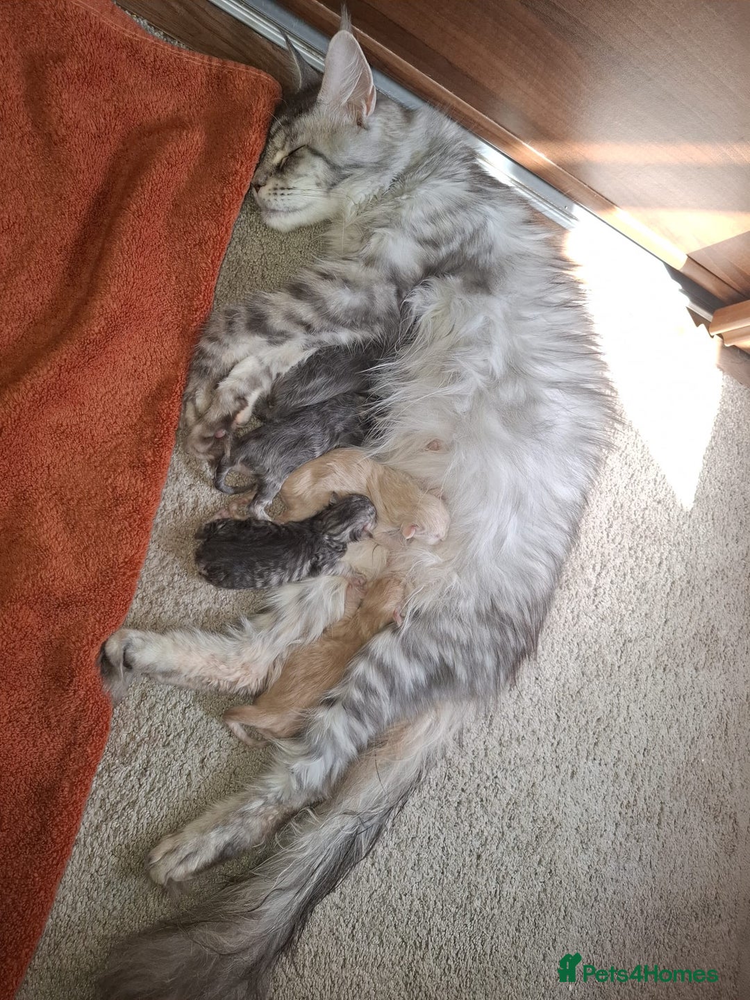 Maine Coon cats for stud: STUD ONLY Maine Coon 9.8kg carries dilute/solid in Hull - Image 23