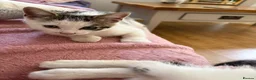 Mixed Breed cats for sale: Female Cat in Woking - Advert 4