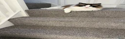 Ragdoll cats for sale: Beautiful GCCF Male Ragdoll 2 years old in Middlesbrough - Advert 6