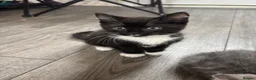 Mixed Breed cats for sale: 2 kittens for sale  - Advert 9