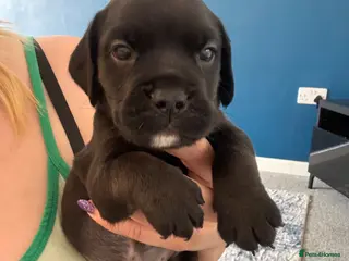 Mixed Breed dogs Cockerbull puppies born 16th March - Advert 10