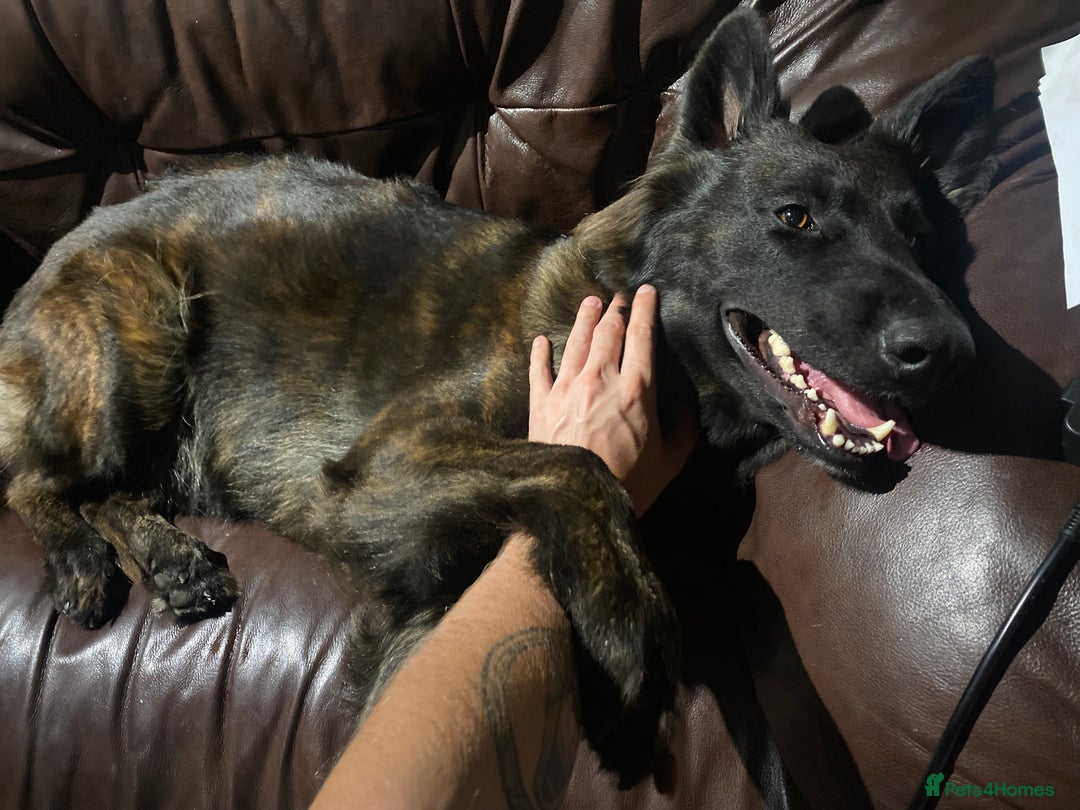 German Shepherd dogs for sale: Female German Shepherd For Rehome - Advert 6