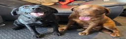 Labrador Retriever dogs for sale: 8 Beautiful Chocolate Labrador Puppies in Ingatestone - Advert 11