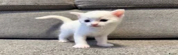 Mixed Breed cats for sale: ** 2 pure white females ** - Advert 4