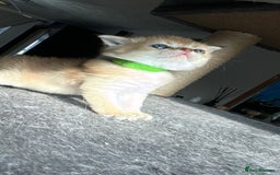 Scottish Fold cats for sale: 🐾Golden Teddy Bears – Ready for Reservation - Image 13
