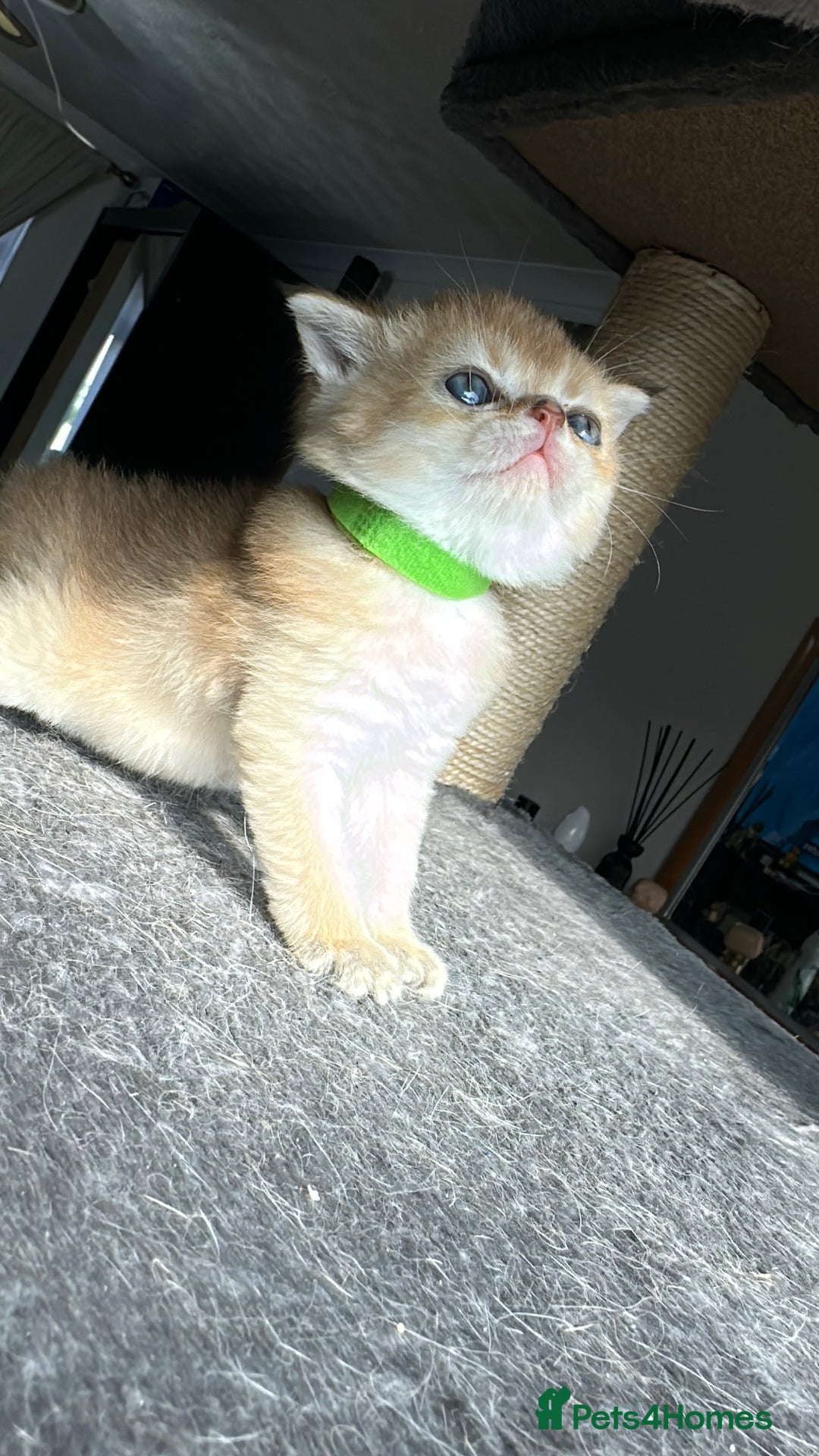 Scottish Fold cats for sale: 🐾Golden Teddy Bears – Ready for Reservation - Image 13