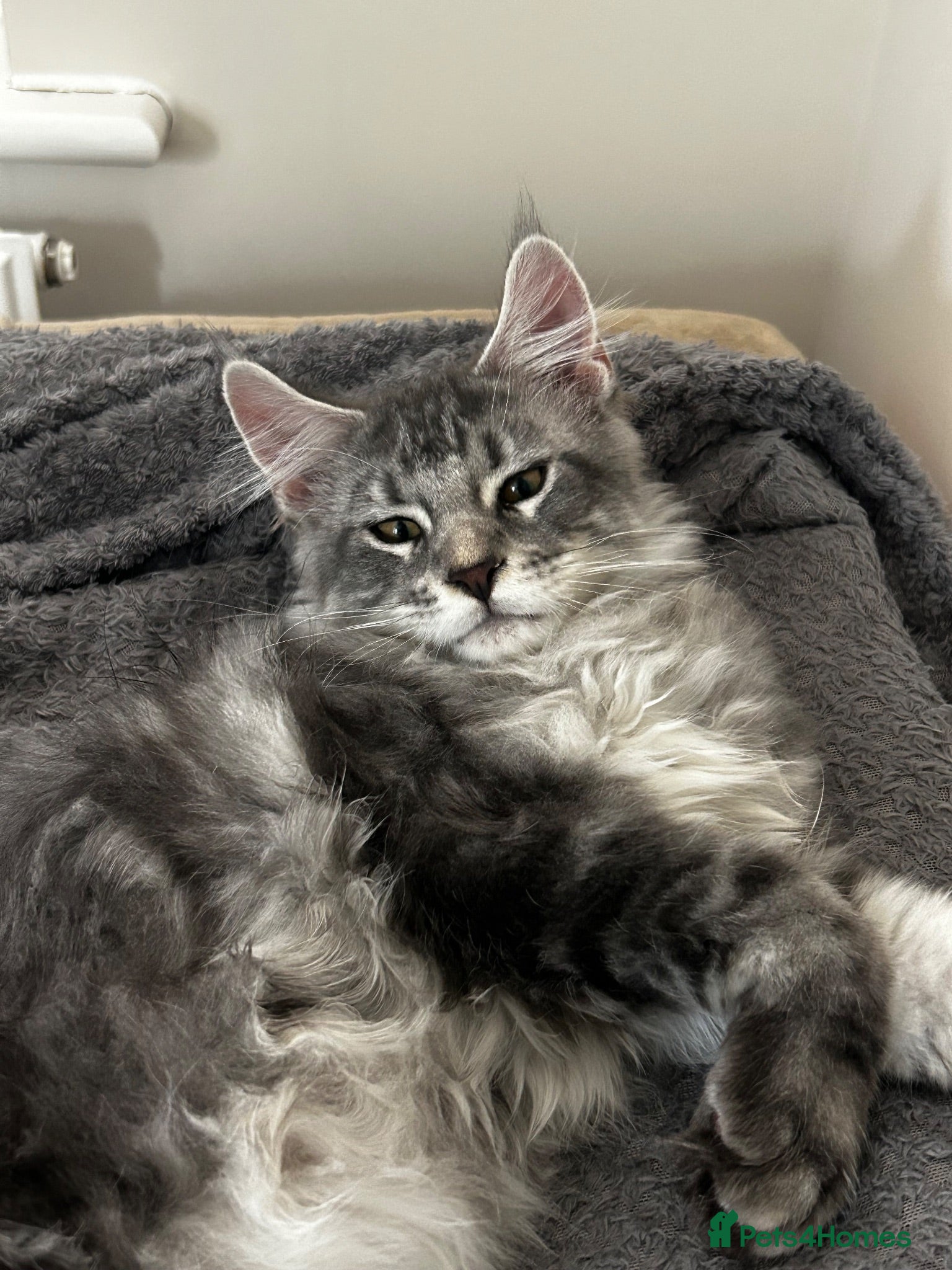 Maine Coon cats Find Your Purrfect Match 🐾 - Advert 2