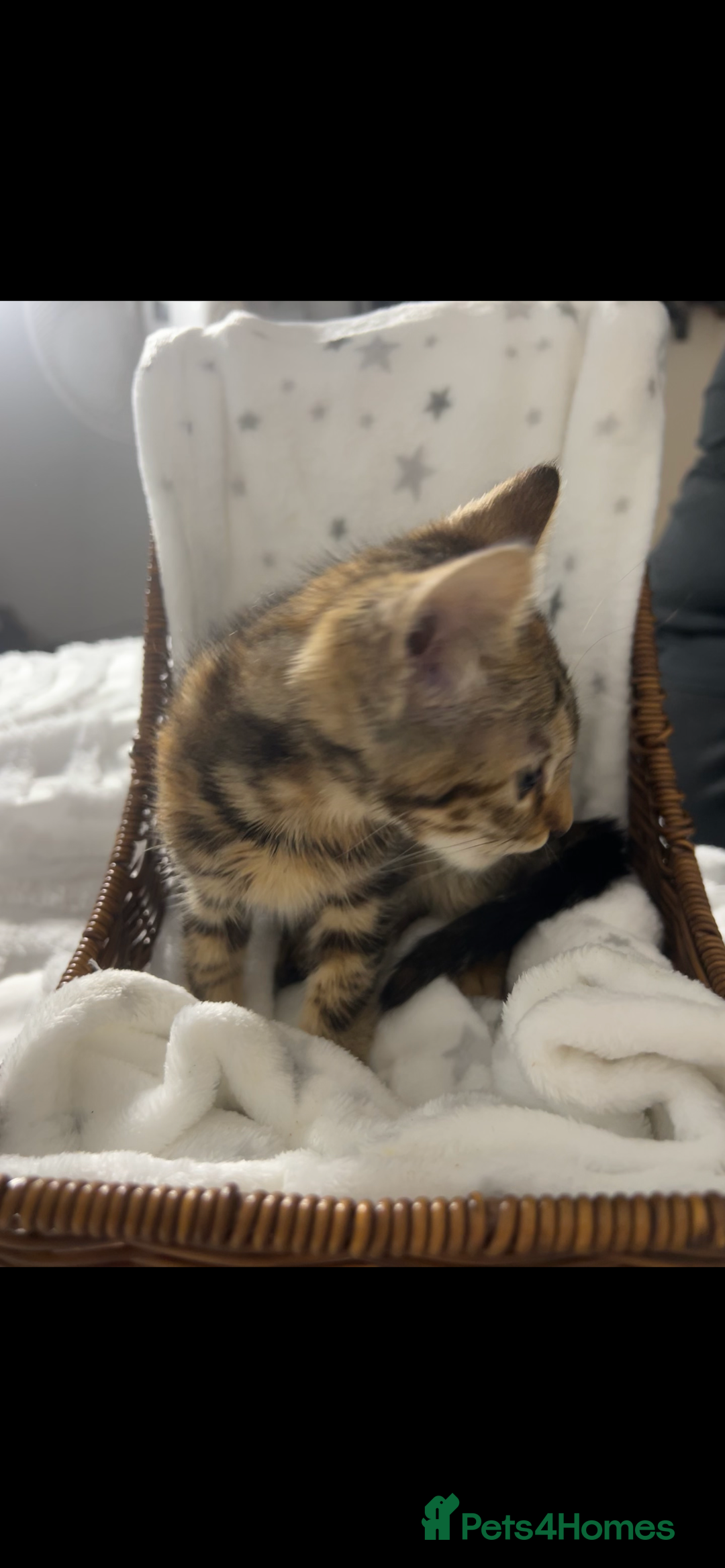 Bengal cats for sale: Bengal kittens ready now - Image 9