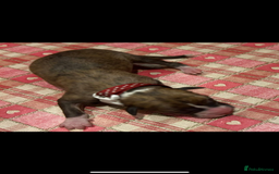Whippet dogs for sale: Beautiful Whippet Pups - Image 9