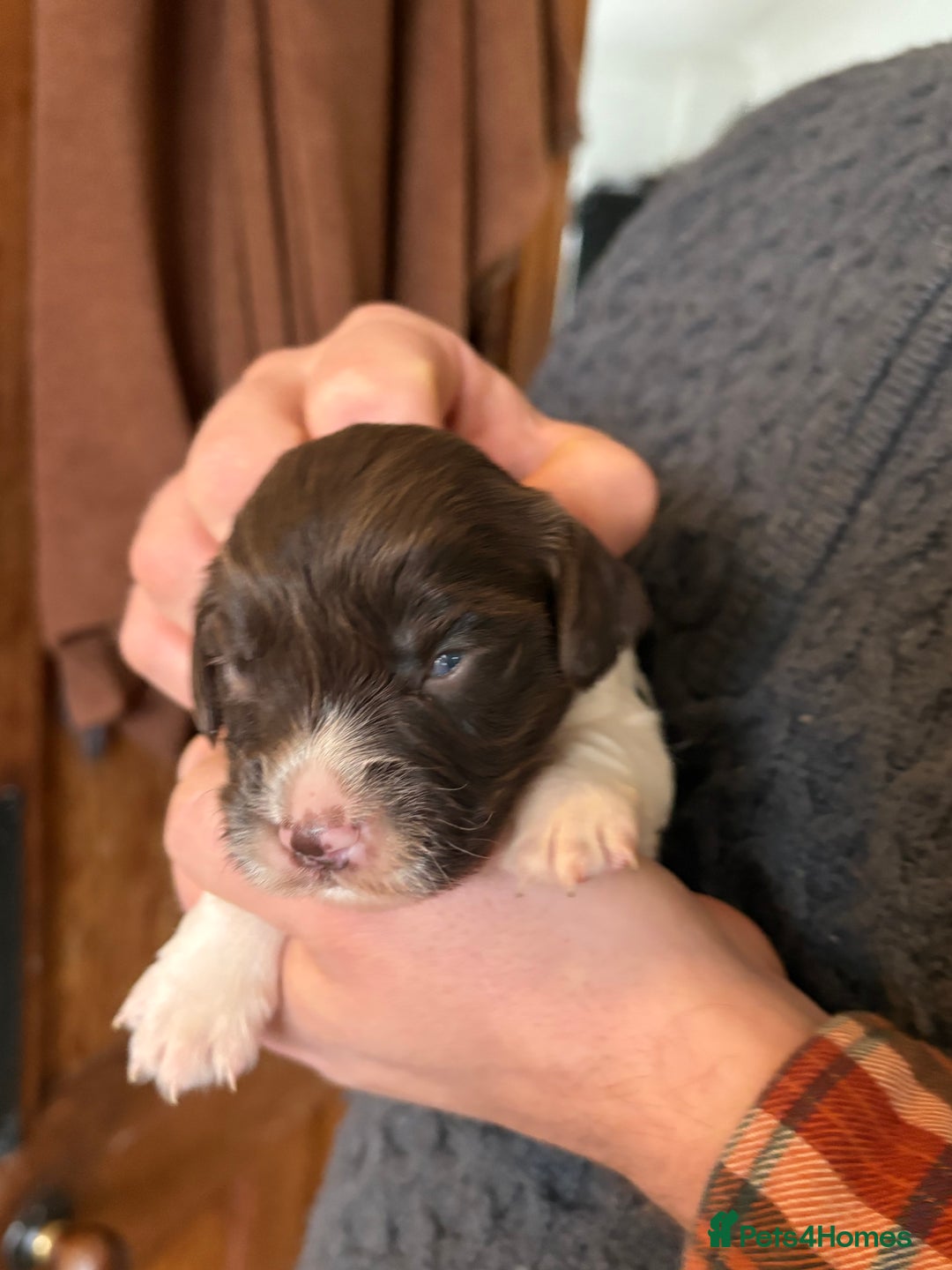 English Springer Spaniel dogs for sale: Beautiful litter of KC REG Puppies - Advert 28