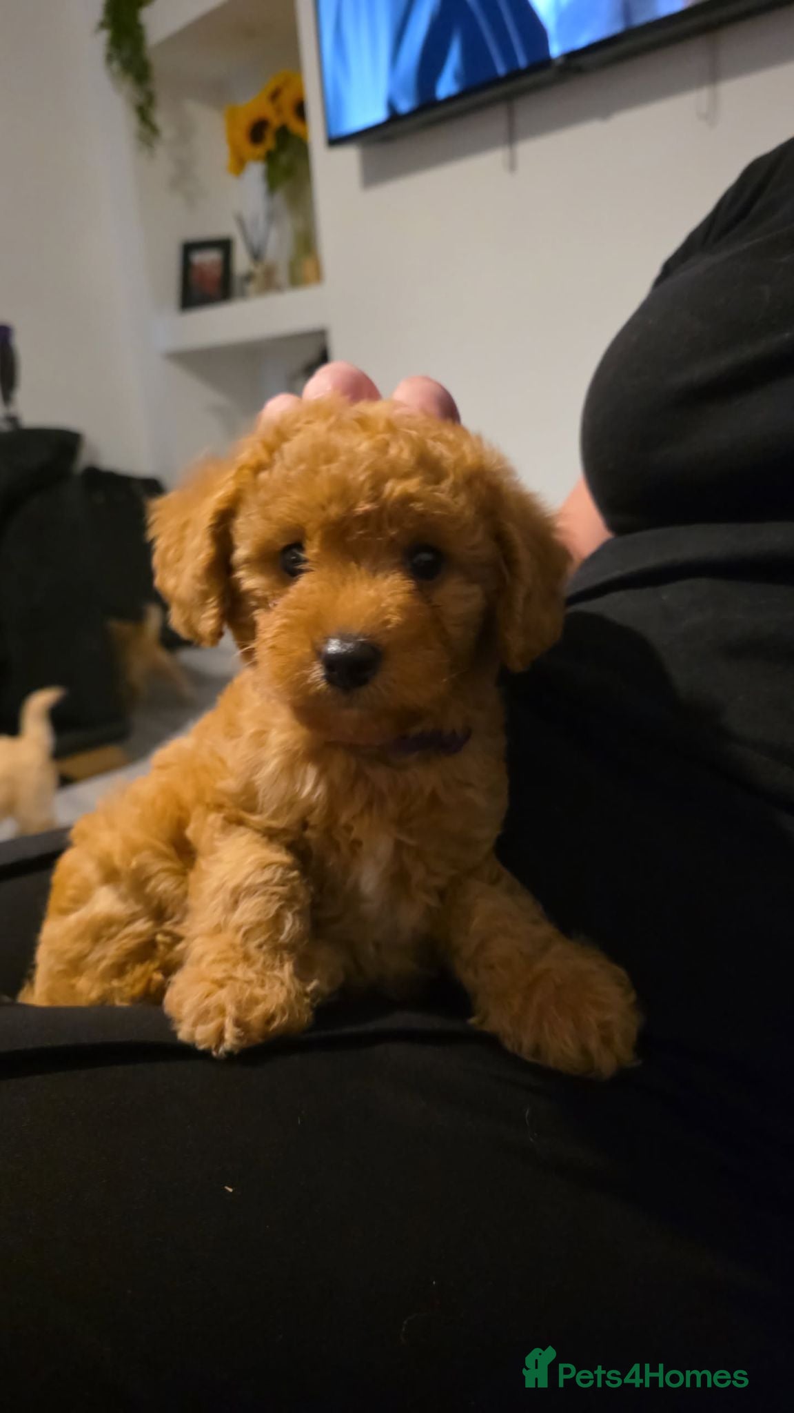 Labradoodle dogs  F2 Miniature Labradoodle - Advert 1