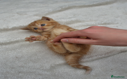 Exotic cats for sale: Stunning Persian Kittens!! - Image 10