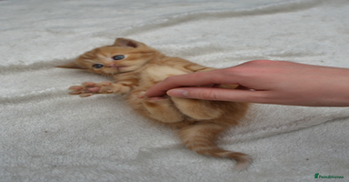 Exotic cats - Advert 6