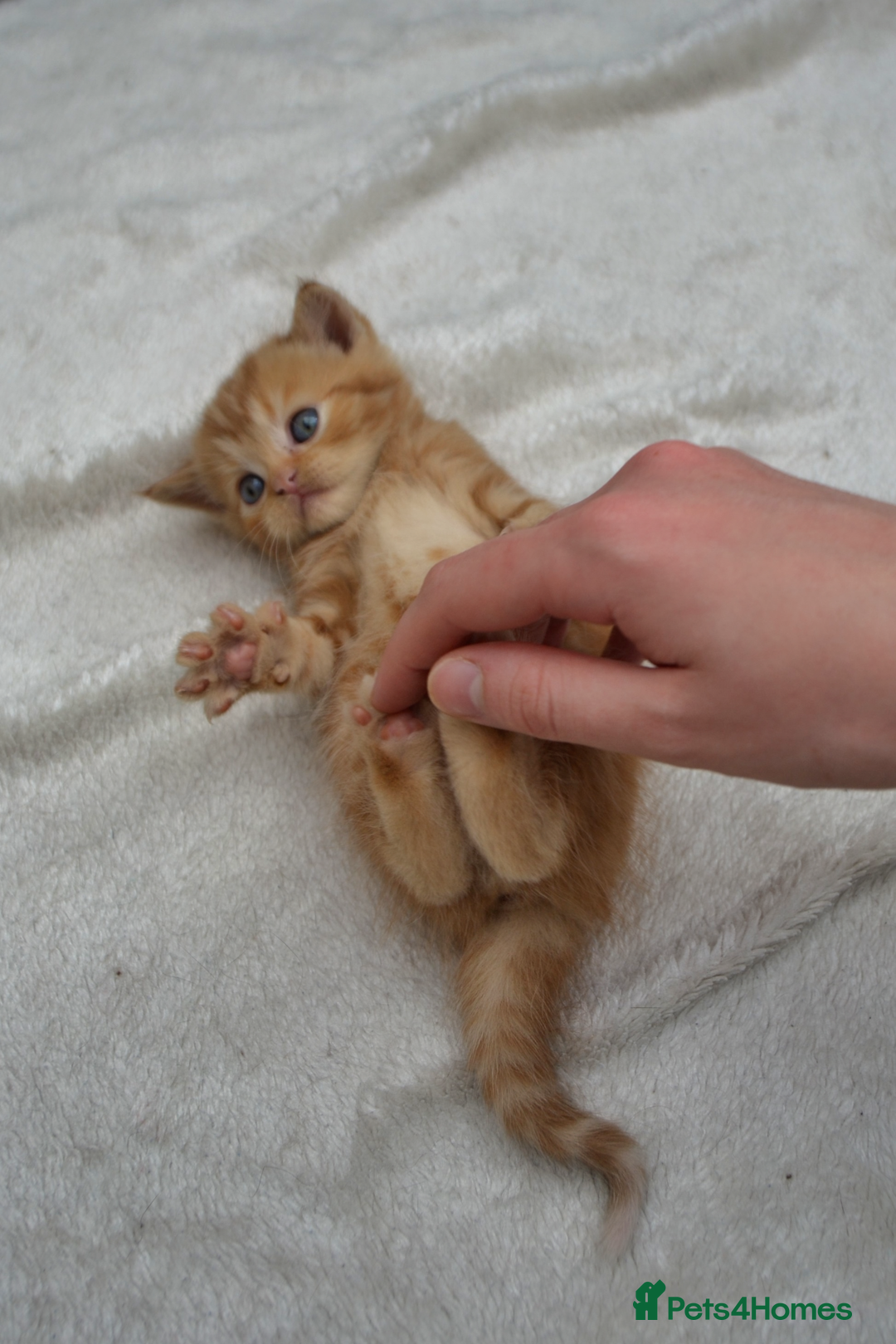Exotic cats for sale: Stunning Persian Kittens!! - Image 10