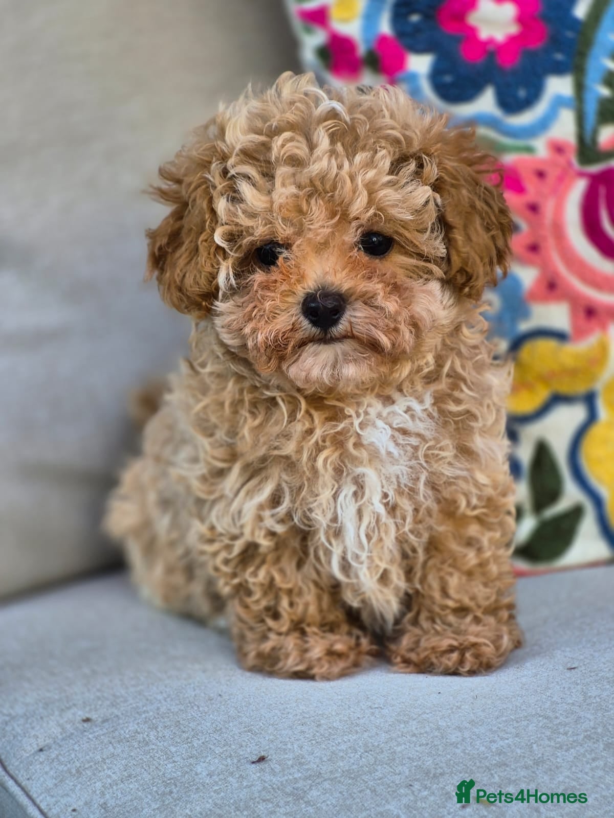Maltipoo dogs 🐶Amazing Tiny Asian Korean Maltipoo Puppies🐶🦴  - Advert 1