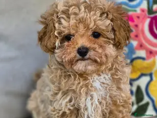 Maltipoo dogs 🐶Amazing Tiny Asian Korean Maltipoo Puppies🐶🦴 - Advert 2
