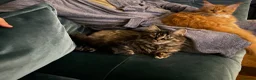 Maine Coon cats for sale: 2 Maine Coon Cats Seeking a Loving New Home - Advert 22
