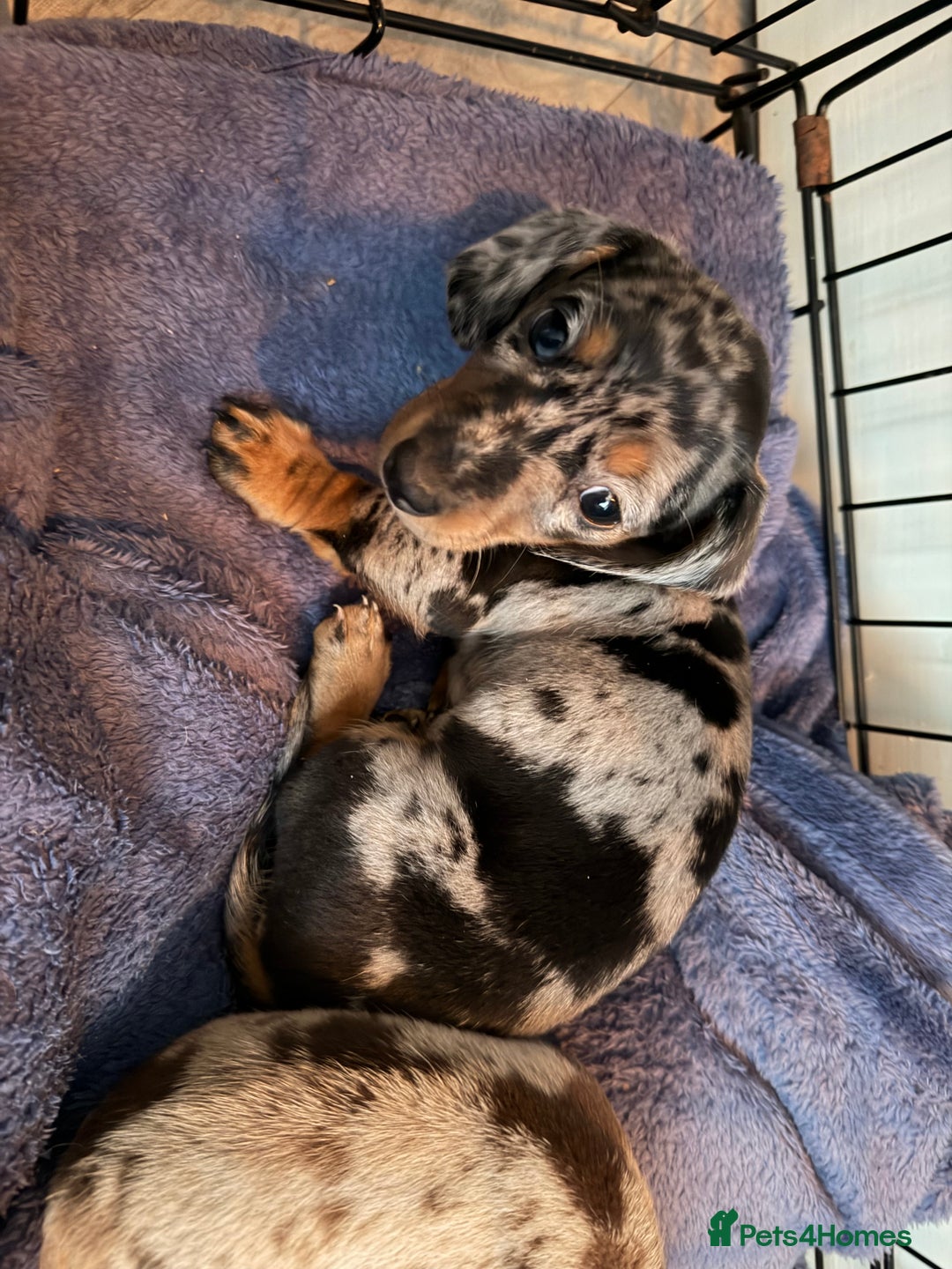 Miniature Dachshund dogs for sale: Dachshund Puppies - Image 6
