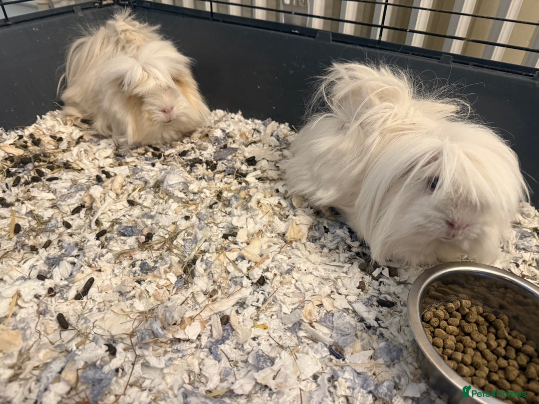Guinea Pig rodents for sale: Long haired Peruvian Guinea Pigs - Image 8