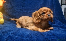 Cavalier King Charles Spaniel dogs for sale: Cavalier King Charles Boy - Ready this weekend  - Image 3