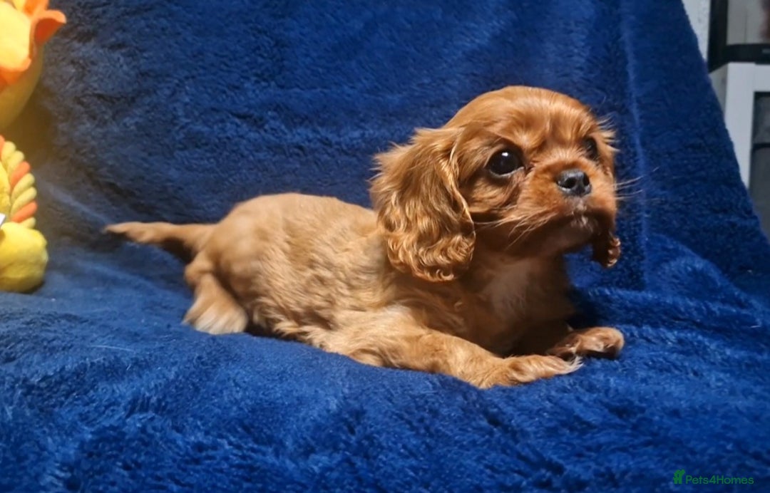 Cavalier King Charles Spaniel dogs for sale: Cavalier King Charles Boy - Ready this weekend  - Image 3