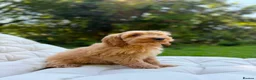 Cockapoo dogs for sale: F2b cockapoo puppies - Advert 10
