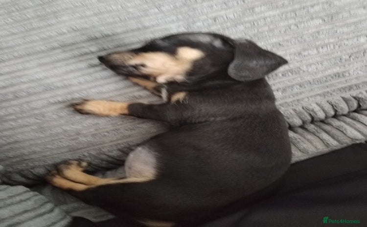 Miniature Dachshund dogs - Advert 1