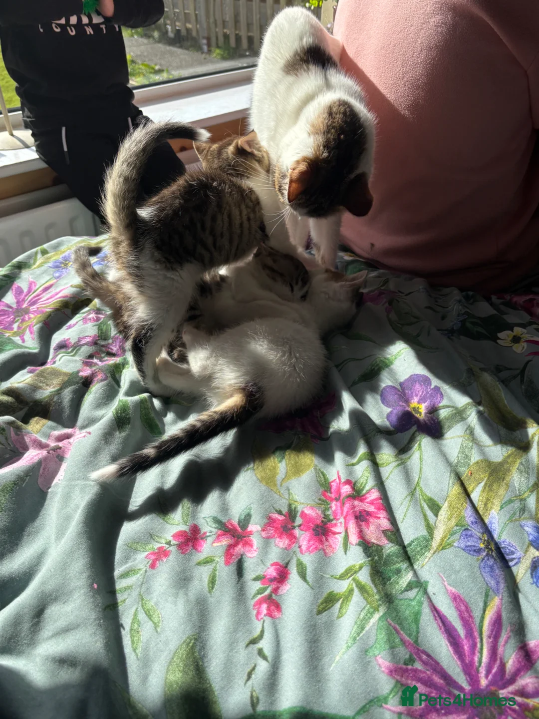 American Shorthair cats for sale:  Gorgeous American shorthair babies - Advert 6