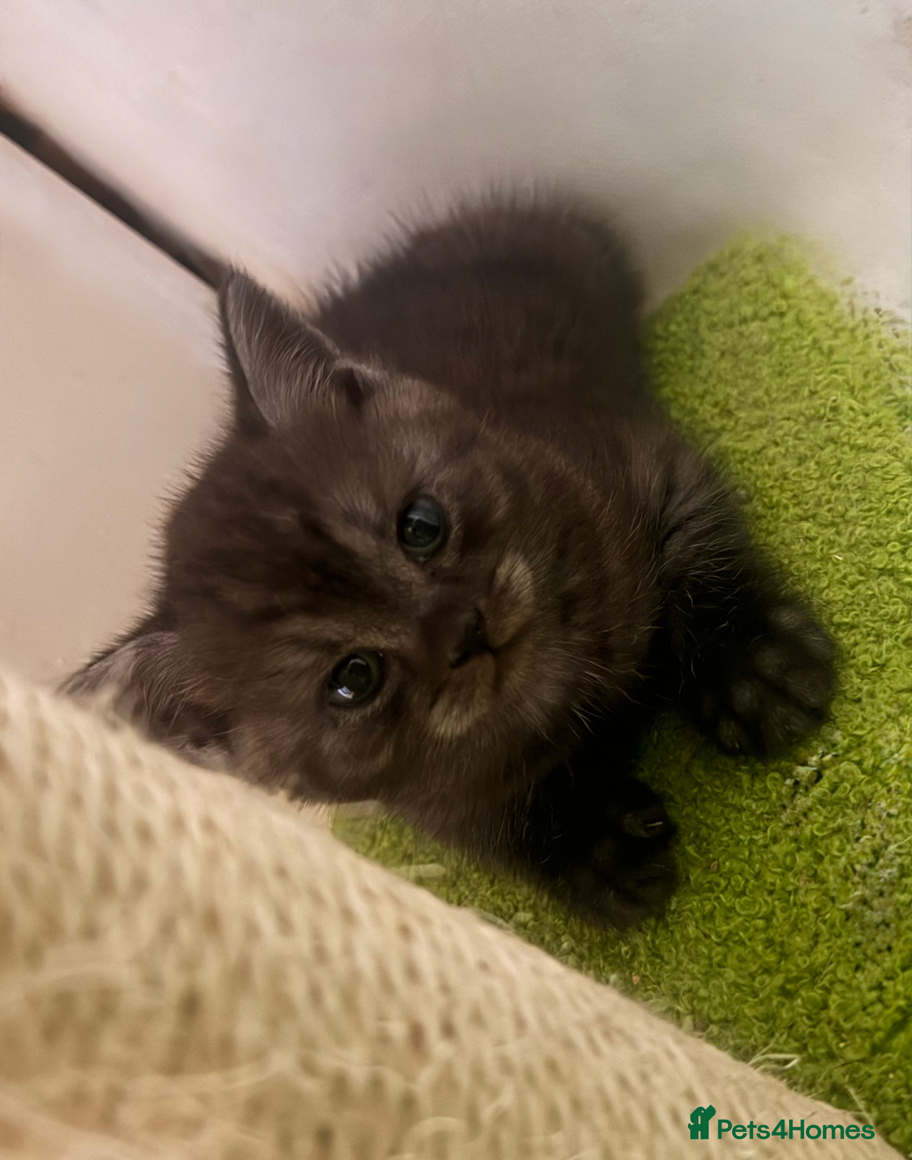 British Shorthair cats Pure British Shorthair Kittens  - Advert 8