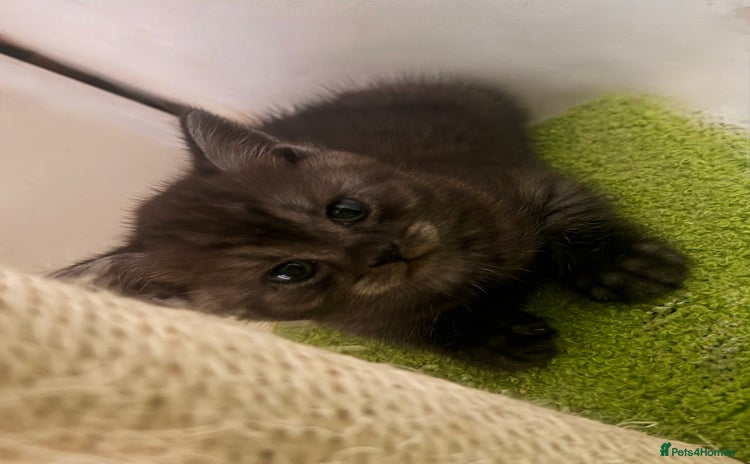 British Shorthair cats - Advert 11