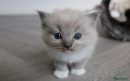 Ragdoll cats for sale: 💎 OUTSTANDING QUALITY MINK ragdoll kittens 💎 - Image 10