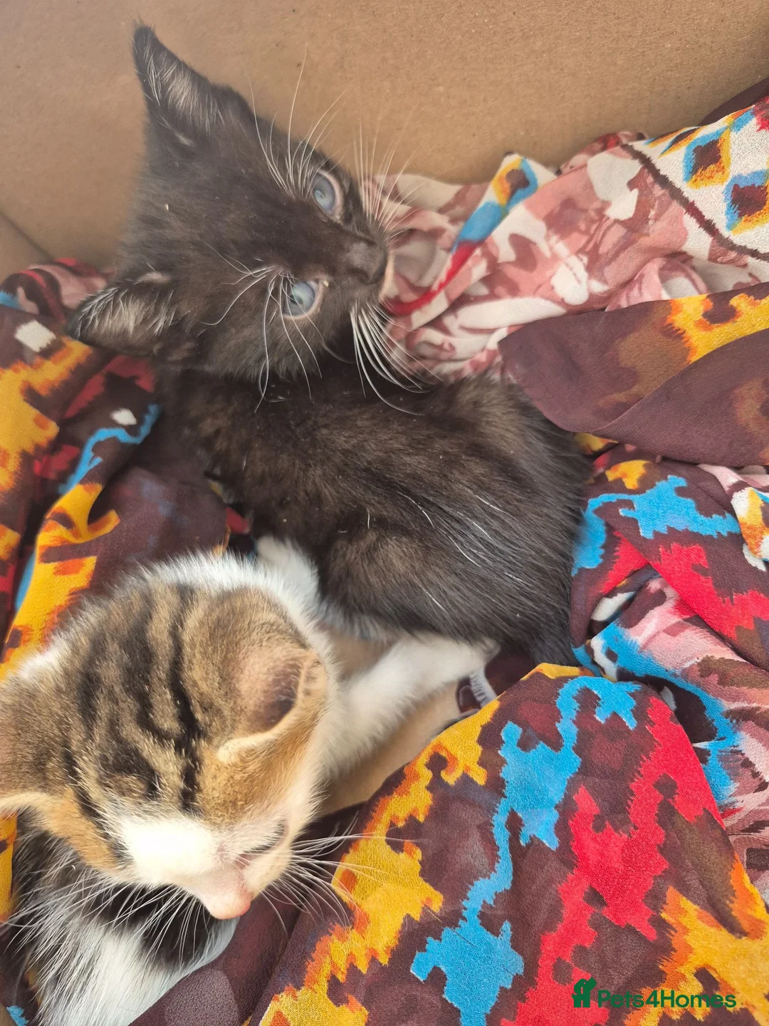 Siberian cats for sale: Adorable Siberian Mixed-Breed  Kittens.  in Birmingham - Advert 1