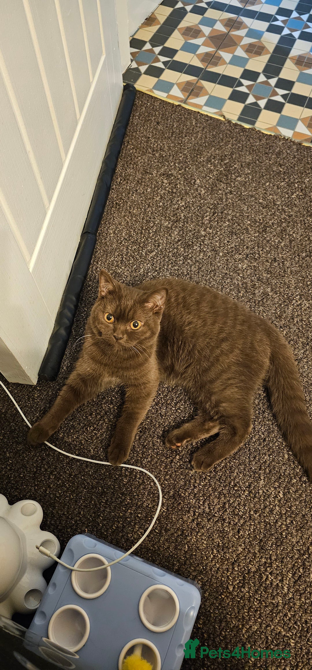 British Shorthair cats for sale: Purebred British Shorthair Female Cat - Image 3