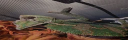 Chameleon reptiles for sale: Male Veiled Chameleons - Advert 2