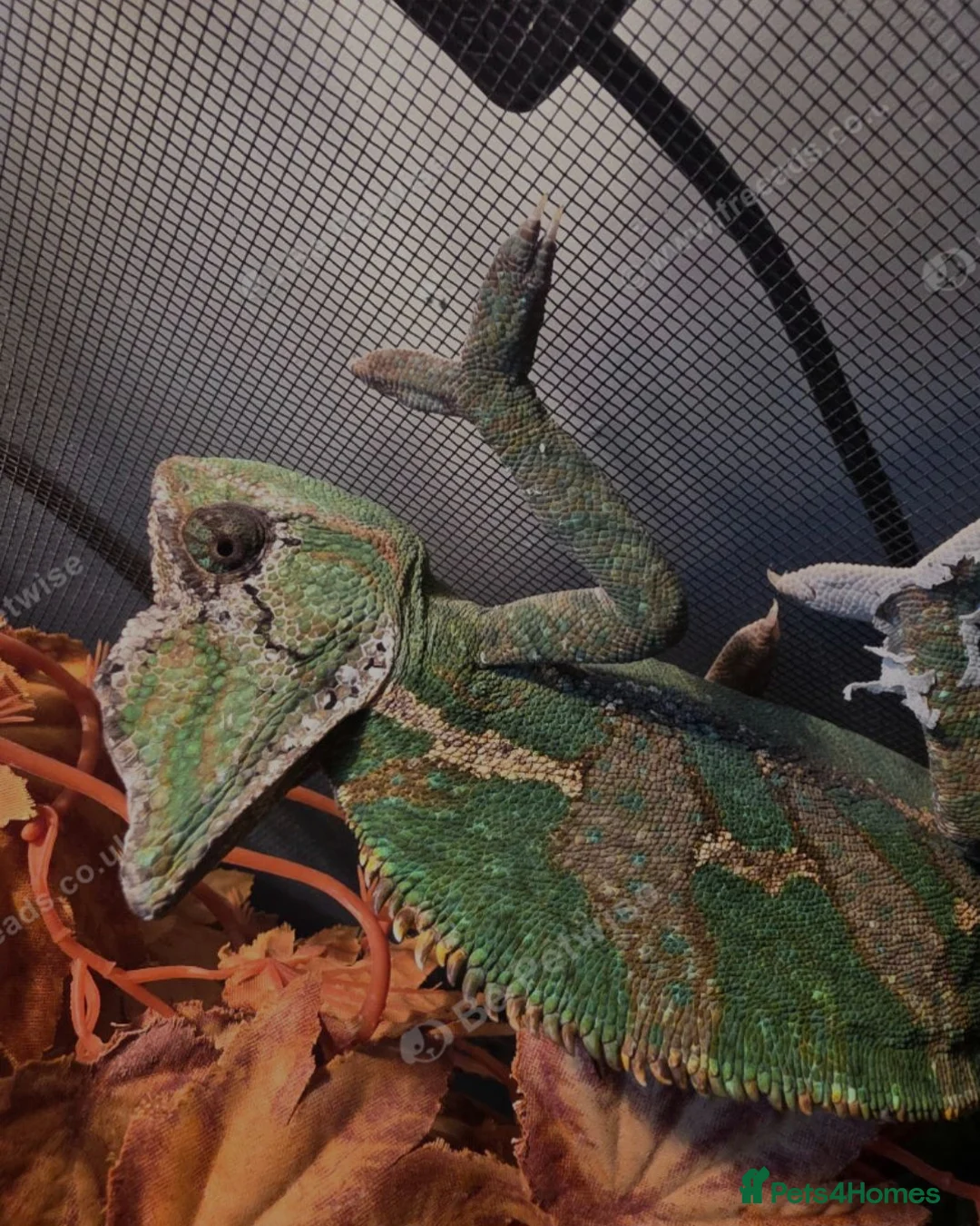 Chameleon reptiles for sale: Male Veiled Chameleons - Advert 2