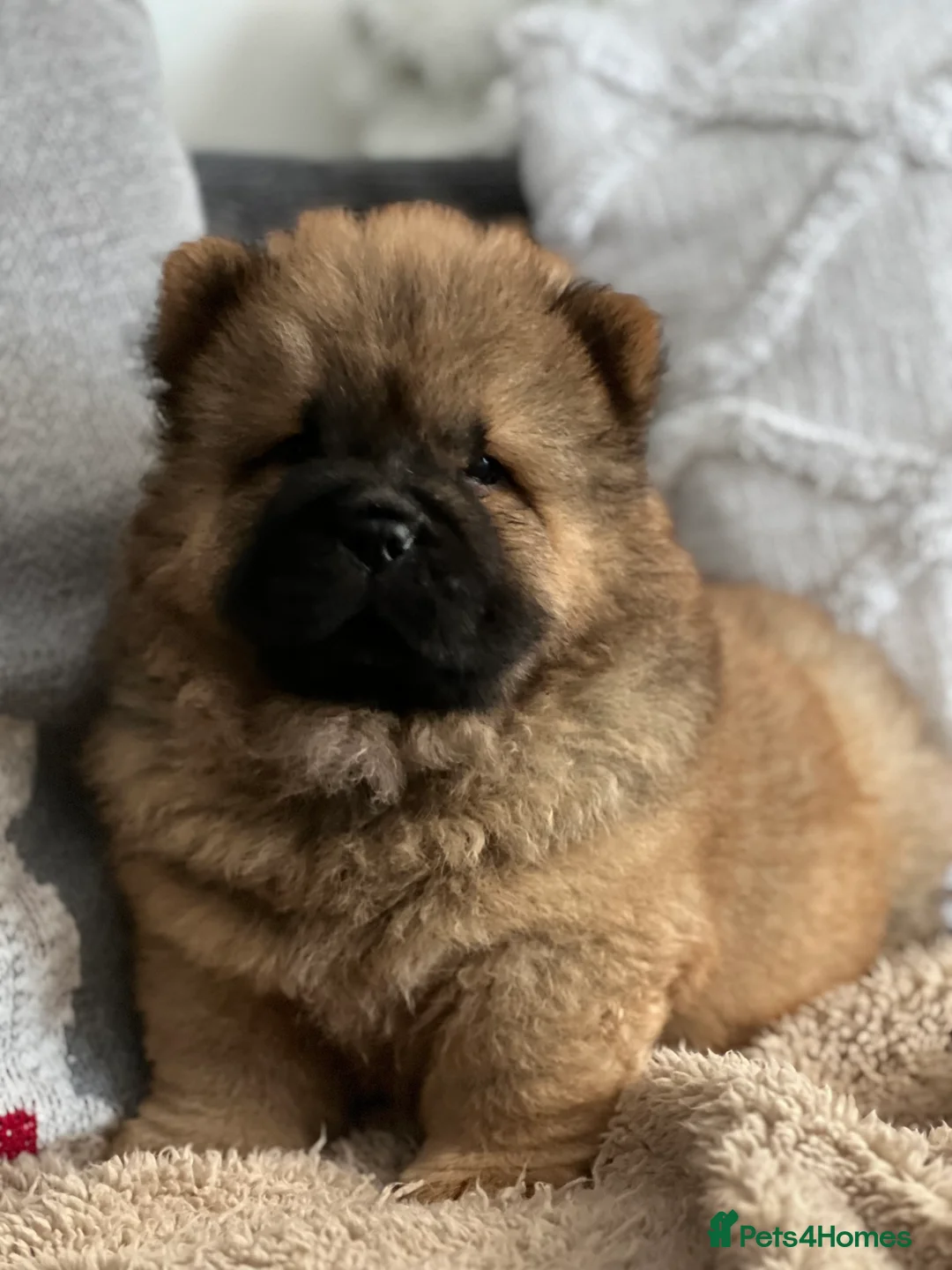 Chow Chow dogs for sale: 🧸🧸Beautiful Chow Chow Puppies🧸🧸 - Advert 12