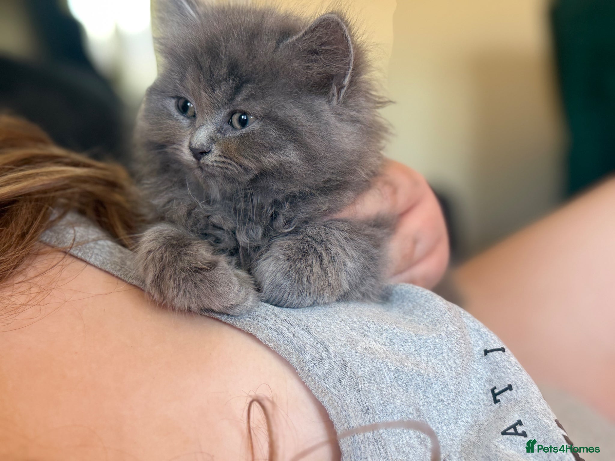 British Longhair cats Stunning British longhair kittens (last 2 left) - Advert 1