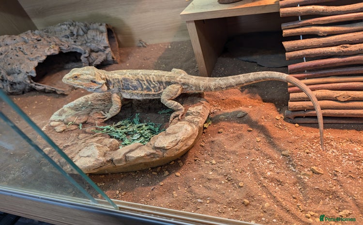 Bearded Dragon reptiles - Advert 1