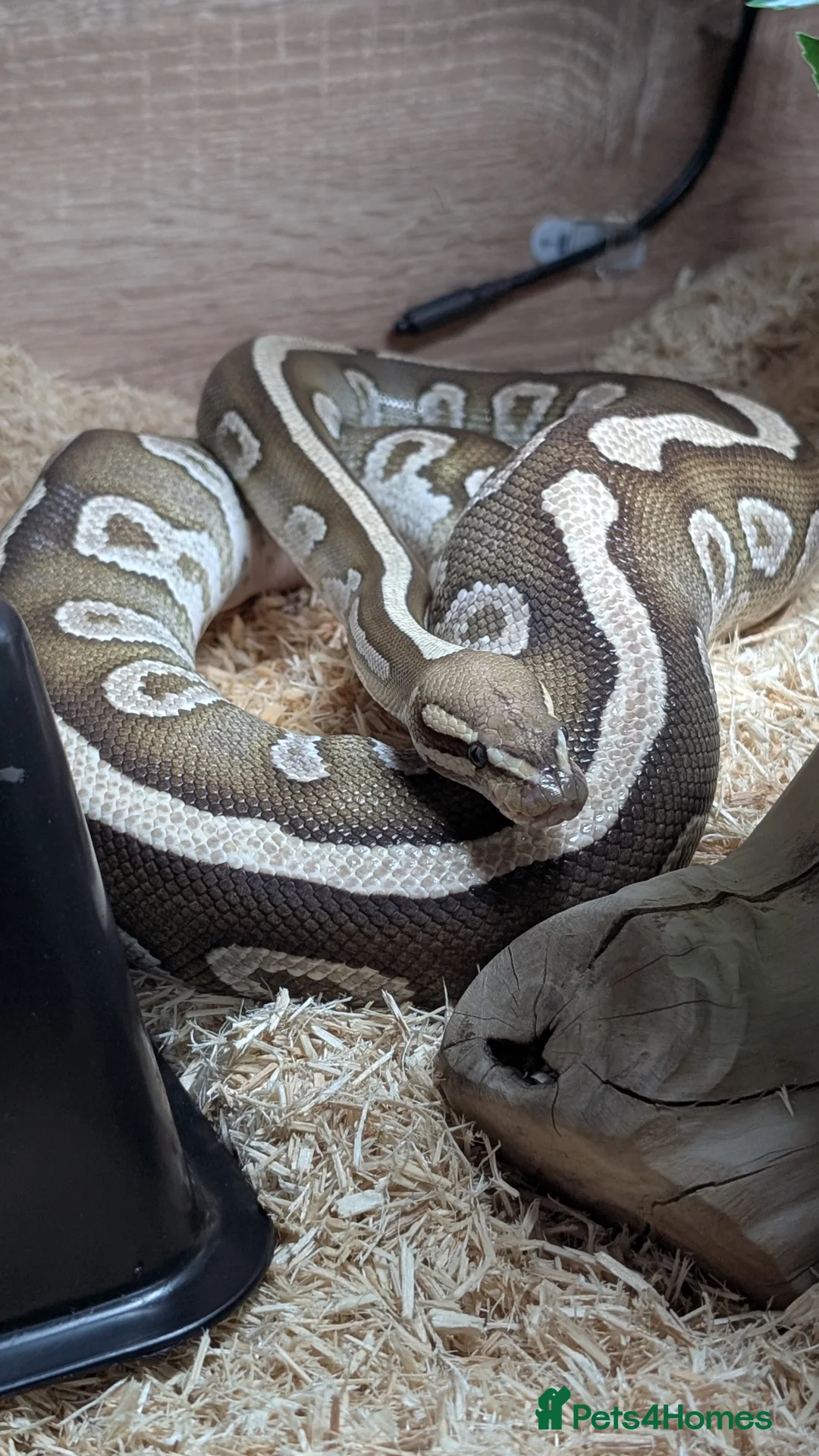 Python Snake reptiles for sale: 3 ball pythons+ all equipment - Advert 2