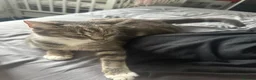 Domestic Shorthair cats for sale: Beautiful grey kitten litter  in Frome - Advert 1