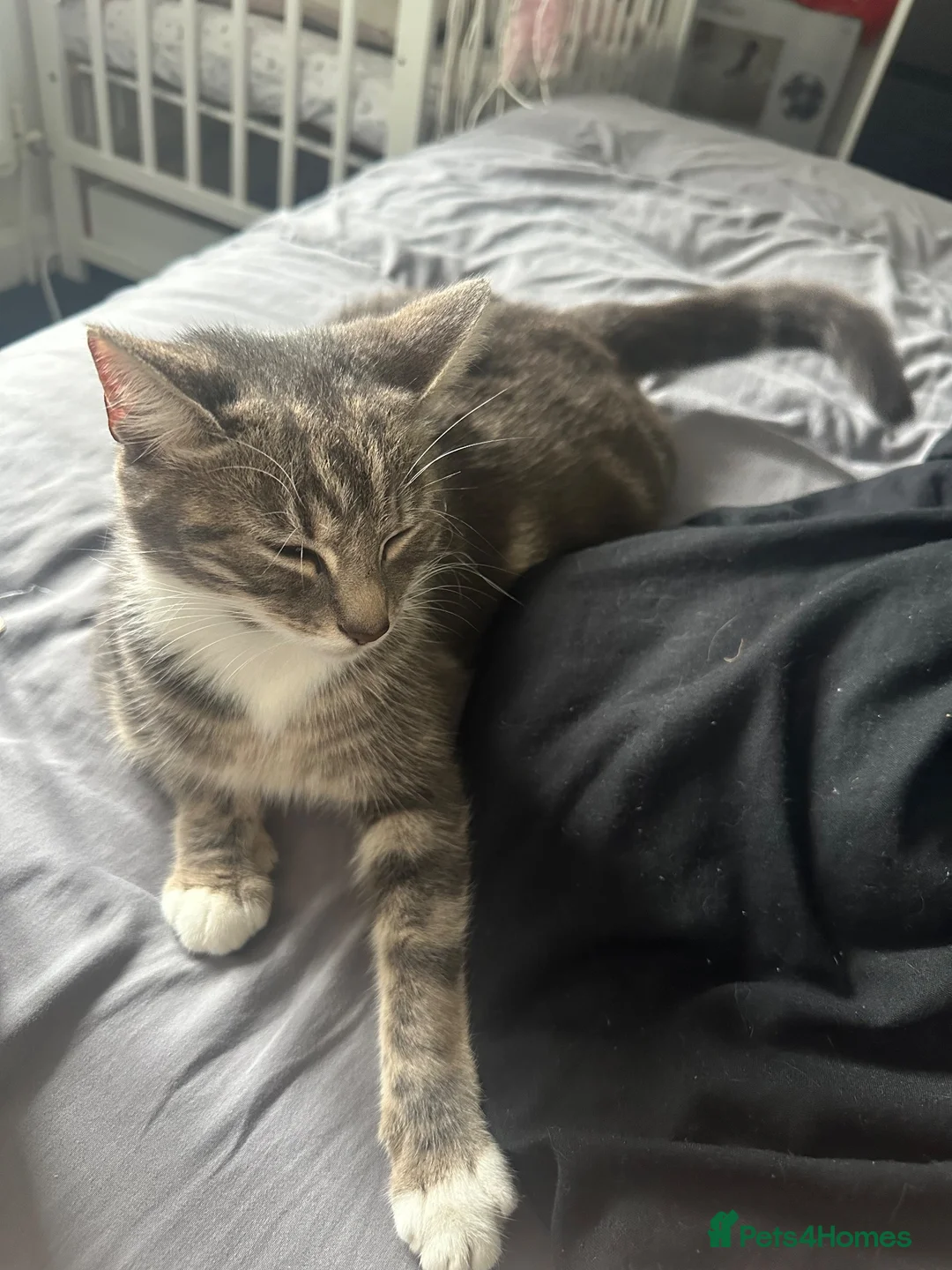 Domestic Shorthair cats for sale: Beautiful grey kitten litter  in Frome - Advert 1