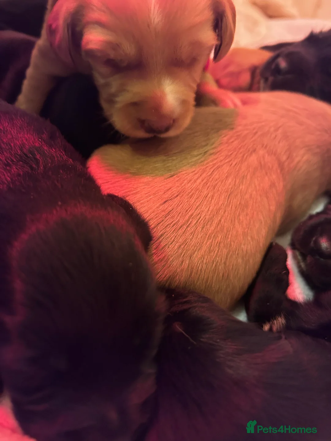 Cockerdor dogs for sale: Beautiful Cockerdors - Advert 3