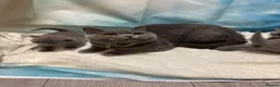 British Shorthair cats for sale: Beautiful British Shorthair kittens to reserve - Advert 13