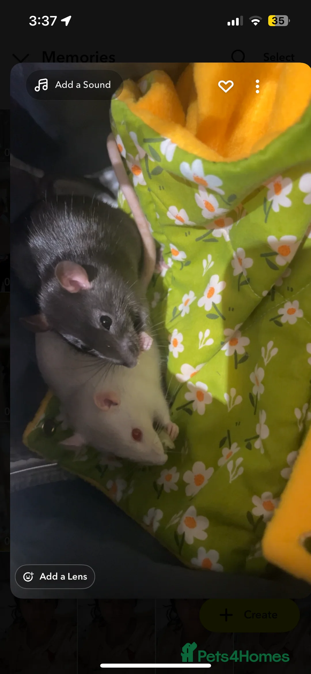 Rat rodents for sale: Benny and biscuit (two fancy rats) - Advert 1