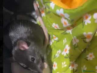 Rat rodents Benny and biscuit (two fancy rats) - Advert 2
