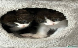 British Shorthair cats for sale: 2 kittens for sale  - Image 1