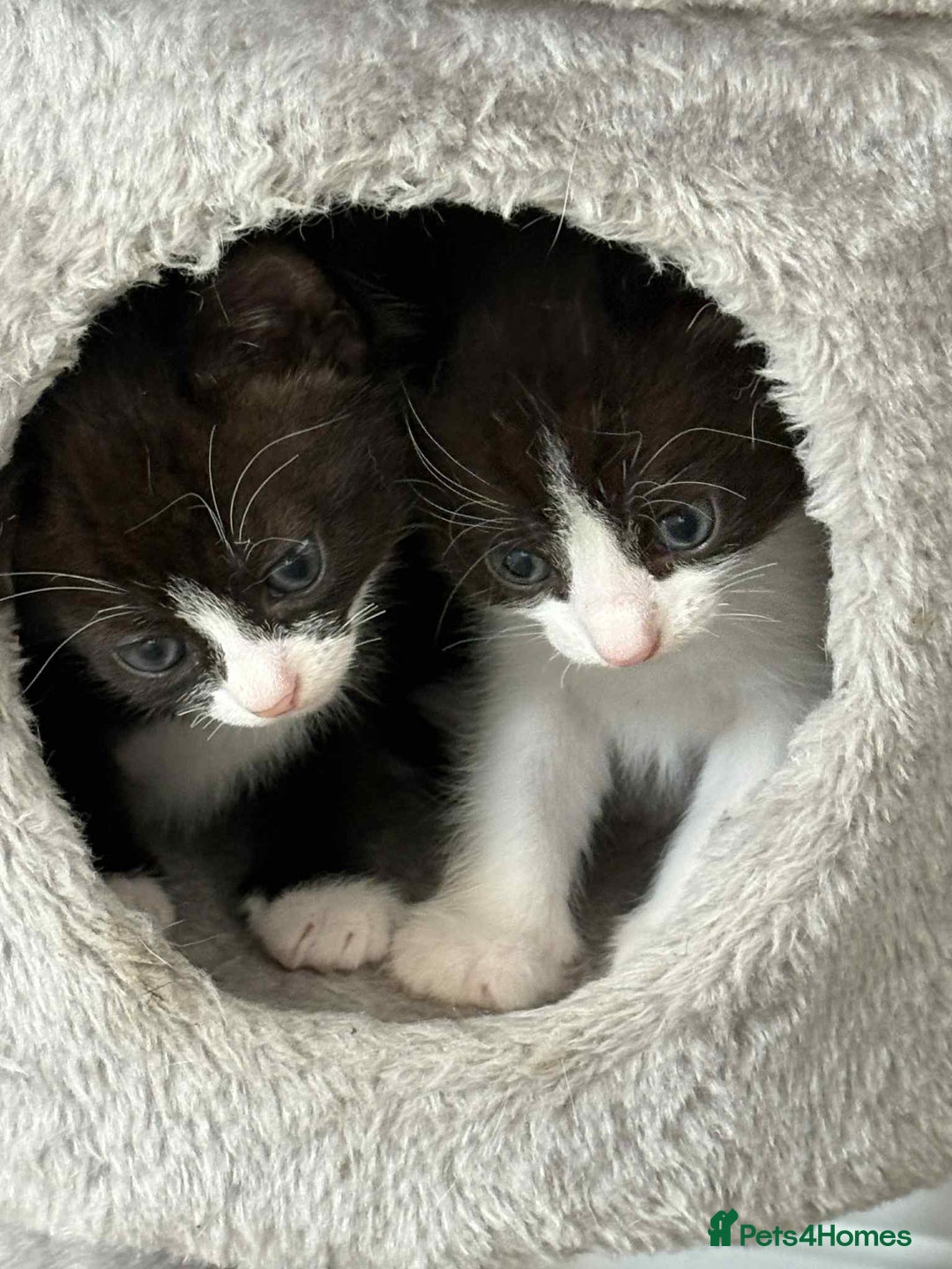 British Shorthair cats for sale: 2 kittens for sale  - Image 1