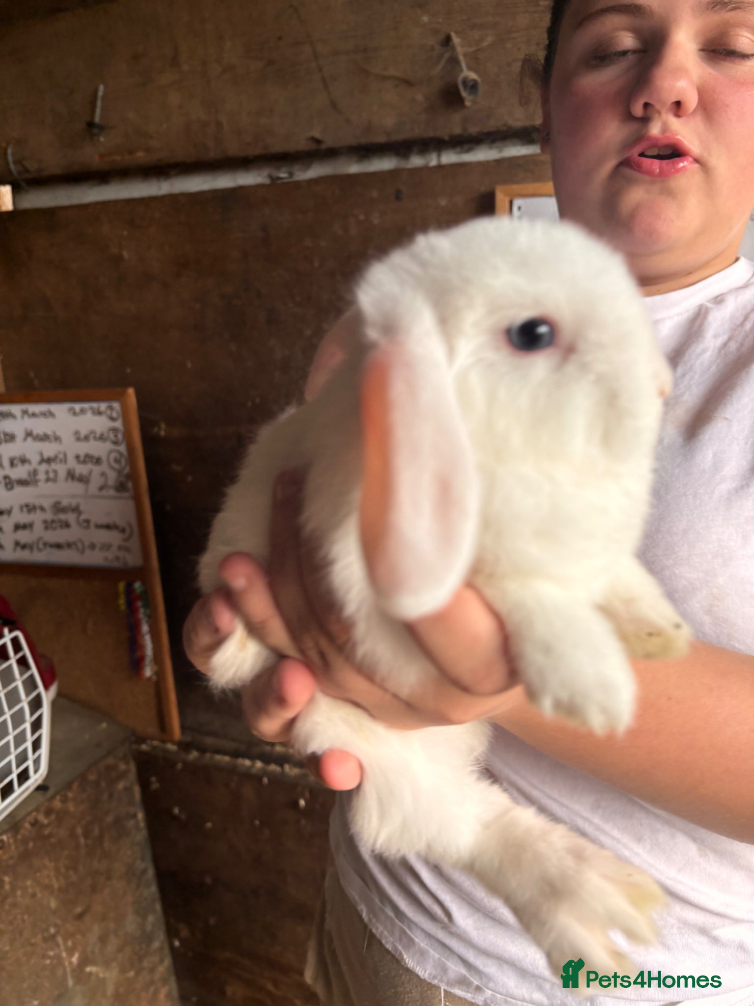 Mini Lop rabbits for sale: 8 beautiful baby’s rabbit  - Advert 11