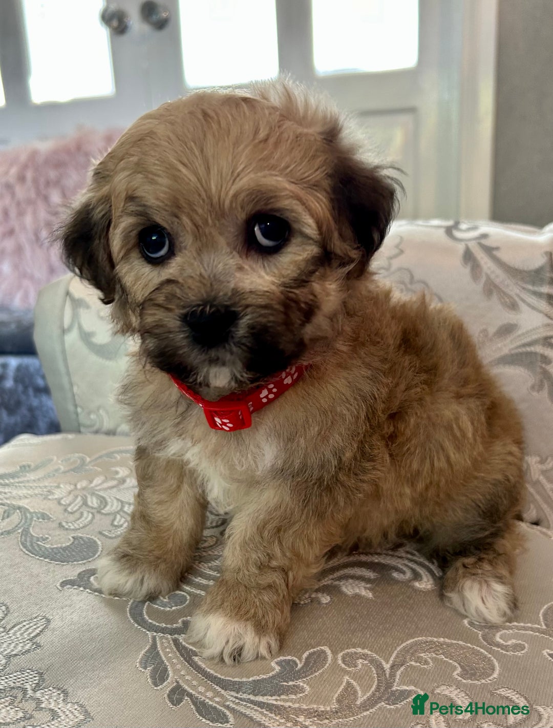 Mixed Breed dogs for sale: La Chon Puppies!  - Image 11