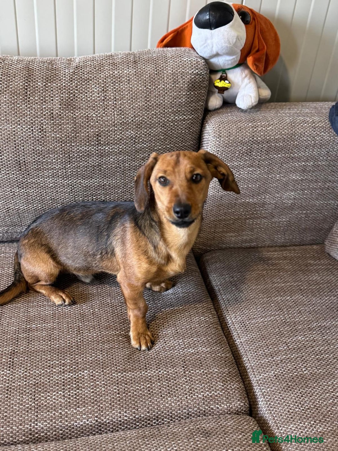 Mixed Breed dogs for adoption: Cutie pie Alex ready for his home - Advert 12